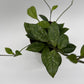 Hoya Crassipetiolata