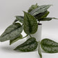 Silver Pothos (Scindapsus Exotica)