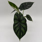 Alocasia Baginda 'Dragon Scale'