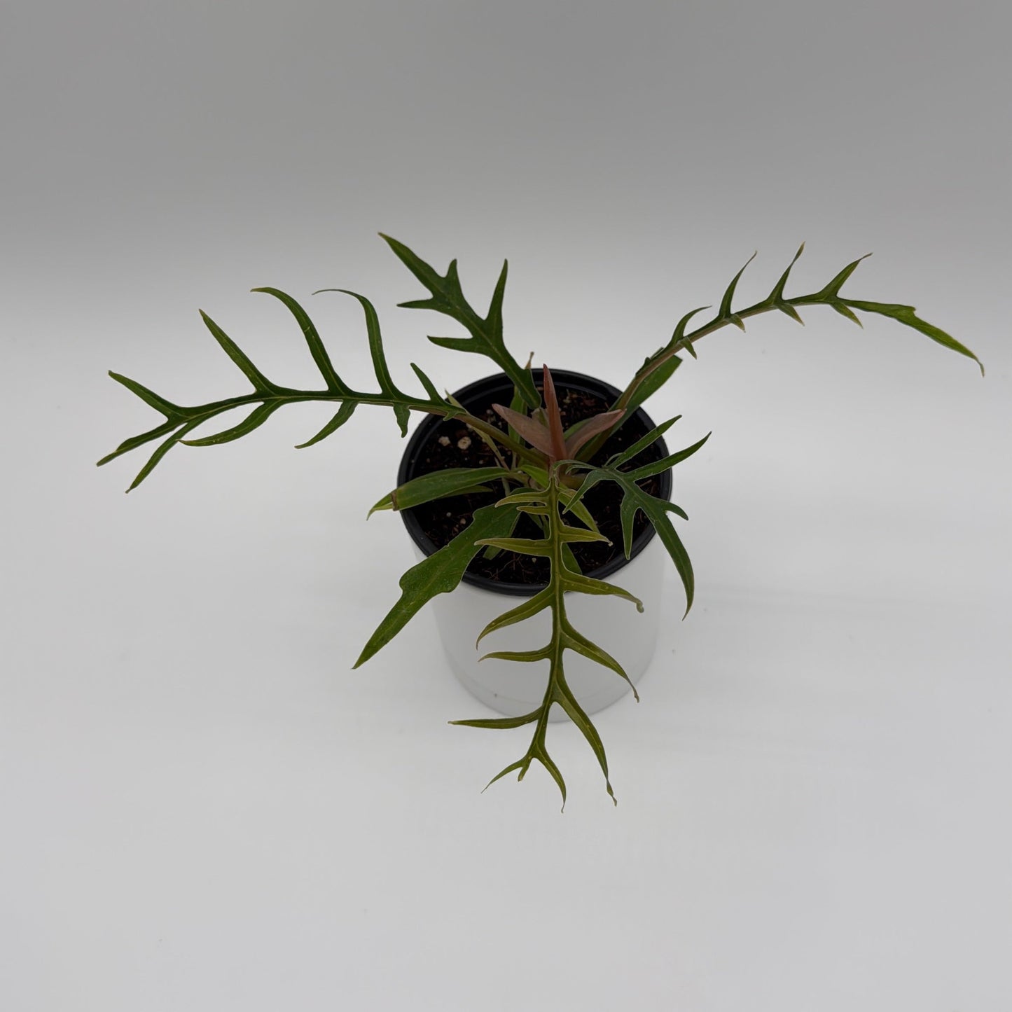 Philodendron Tortum