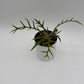 Philodendron Tortum