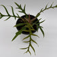 Philodendron Tortum