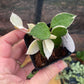 Hoya Lacunosa Asami Wonosobo