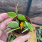 Hoya Lacunosa Asami Wonosobo