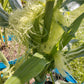 Early Sunglow Hybrid Corn Seeds