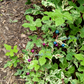 10 Variegated PORCELAIN BERRY VINE Ampelopsis Brevipedunculata Elegans Ampelopsis Glandulosa Amur Peppervine Blue Pink Purple Berries Seeds