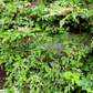 10 Variegated PORCELAIN BERRY VINE Ampelopsis Brevipedunculata Elegans Ampelopsis Glandulosa Amur Peppervine Blue Pink Purple Berries Seeds