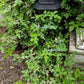 10 Variegated PORCELAIN BERRY VINE Ampelopsis Brevipedunculata Elegans Ampelopsis Glandulosa Amur Peppervine Blue Pink Purple Berries Seeds