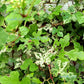 10 Variegated PORCELAIN BERRY VINE Ampelopsis Brevipedunculata Elegans Ampelopsis Glandulosa Amur Peppervine Blue Pink Purple Berries Seeds
