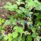 10 Variegated PORCELAIN BERRY VINE Ampelopsis Brevipedunculata Elegans Ampelopsis Glandulosa Amur Peppervine Blue Pink Purple Berries Seeds