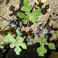10 Variegated PORCELAIN BERRY VINE Ampelopsis Brevipedunculata Elegans Ampelopsis Glandulosa Amur Peppervine Blue Pink Purple Berries Seeds