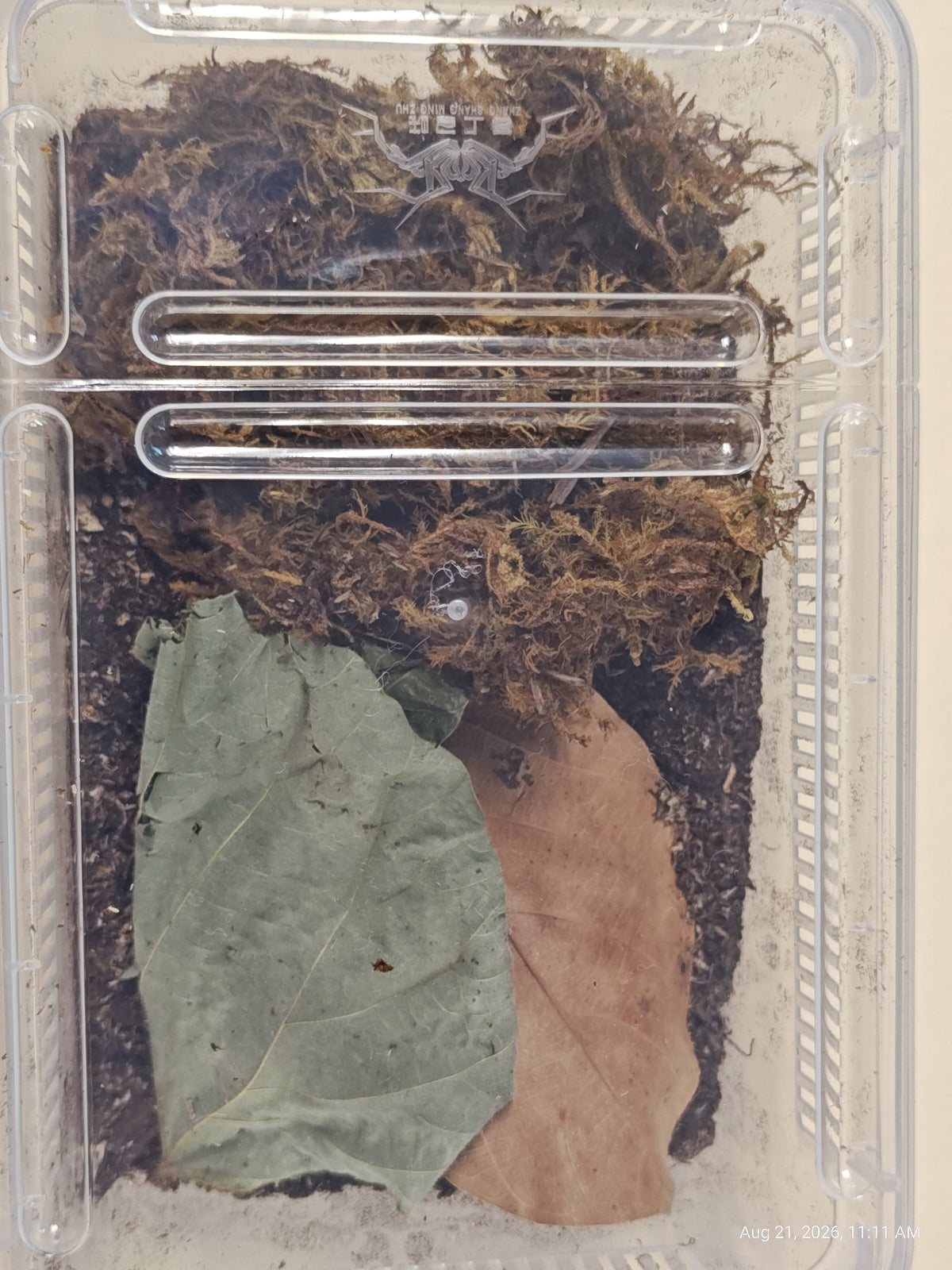 Isopod & Invertebrate Starter kit (Home only -no live included)