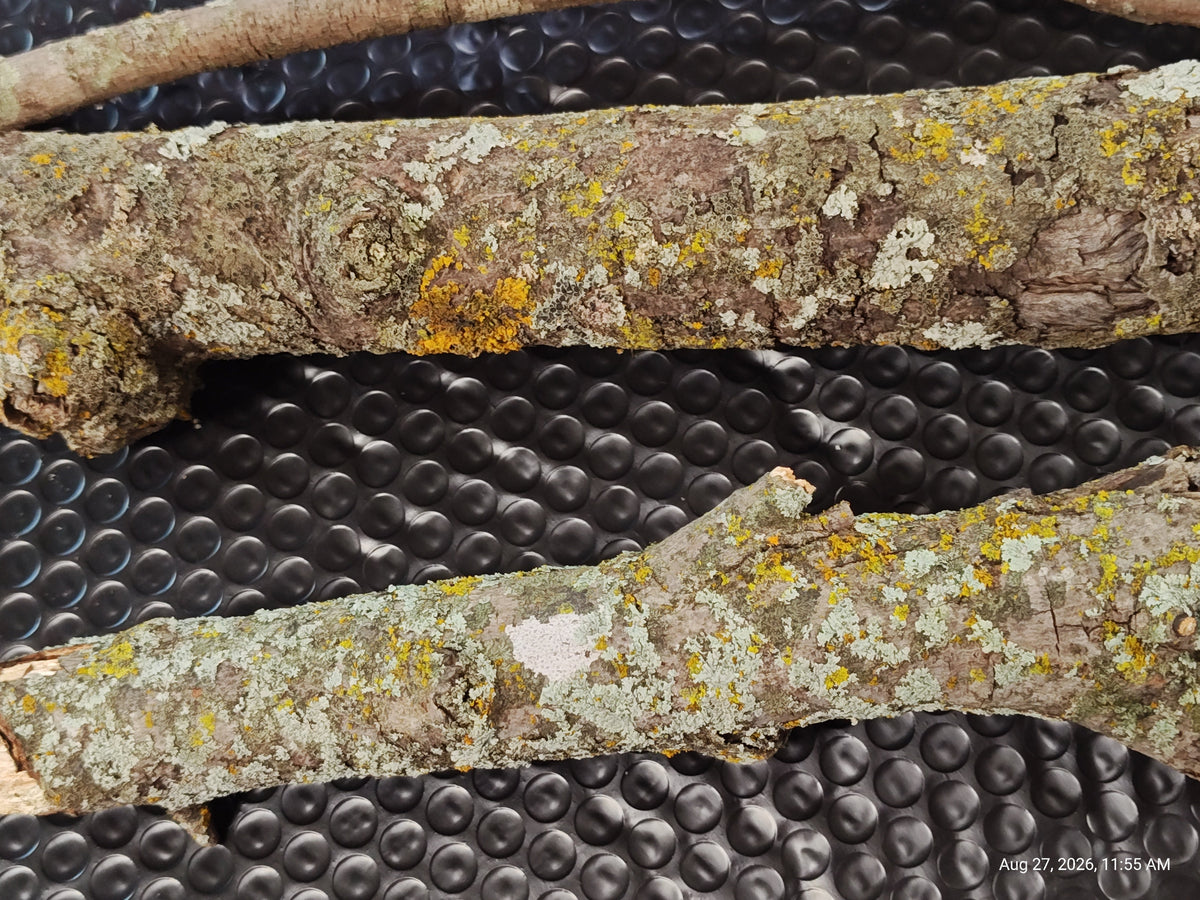 Lichen/Moss Small Log for Isopods & Bio Actives