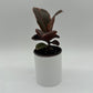 Ficus Elastica Ruby
