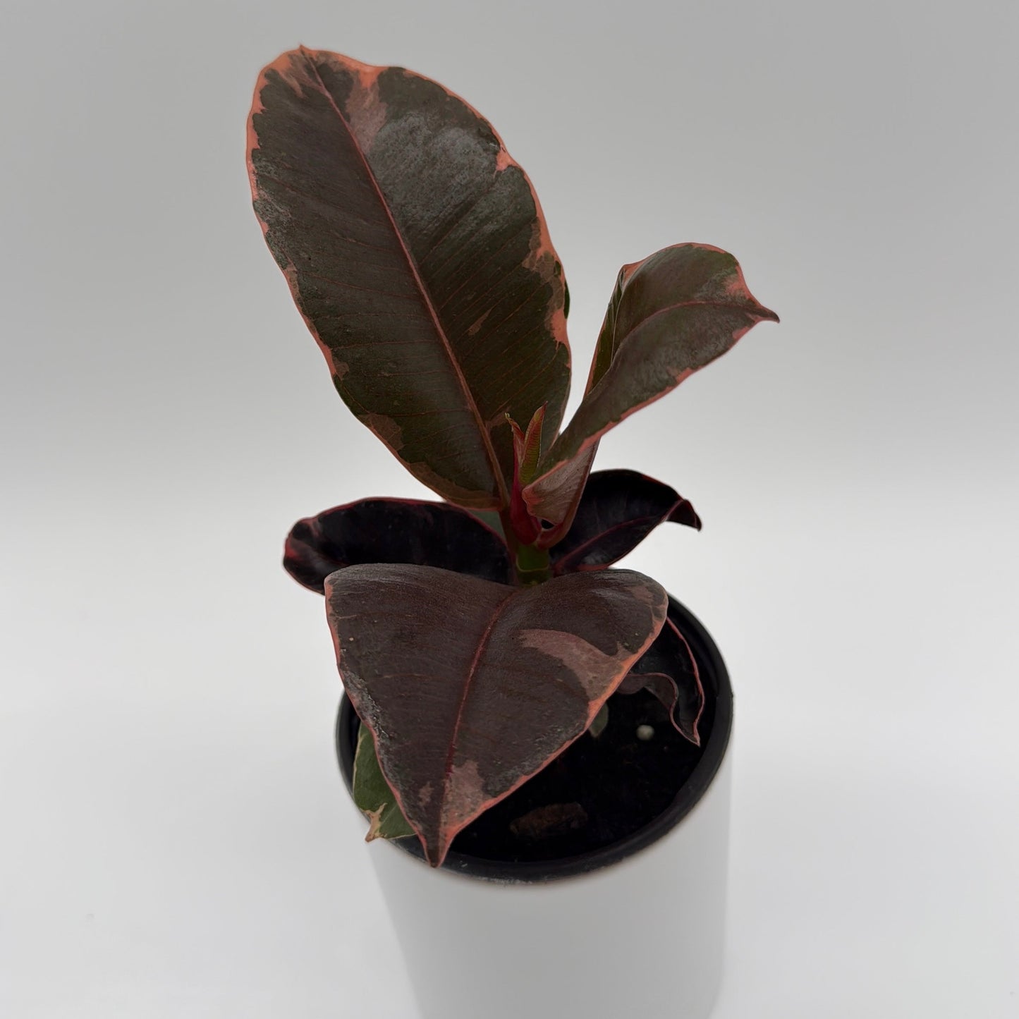 Ficus Elastica Ruby