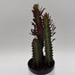 Euphorbia Trigona (Red)