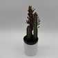 Euphorbia Trigona (Red)