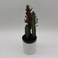 Euphorbia Trigona (Red)