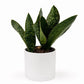 Sansevieria Masoniana (Whale Fin)
