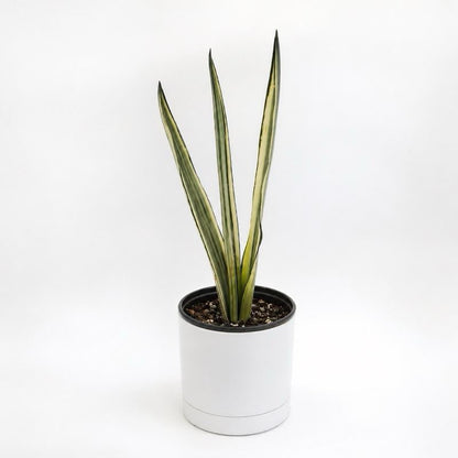 Sansevieria 'Bantel's Sensation'