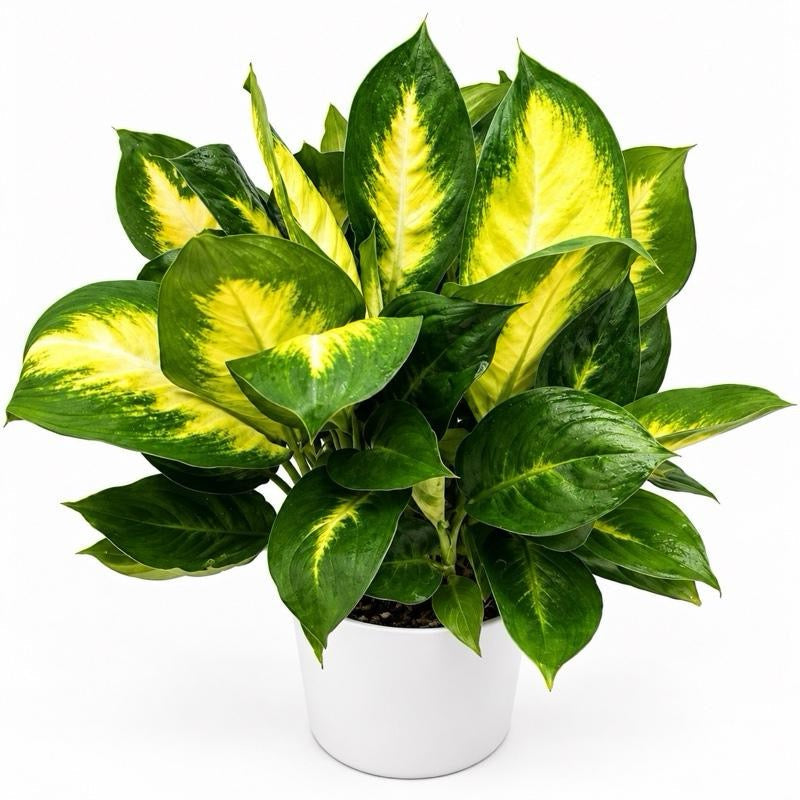 Dieffenbachia 'Camille'