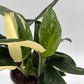 Variegated Monstera Cobra Albo