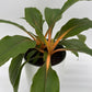 Chlorophytum 'Mandarin' (Fire Flash Spider Plant)