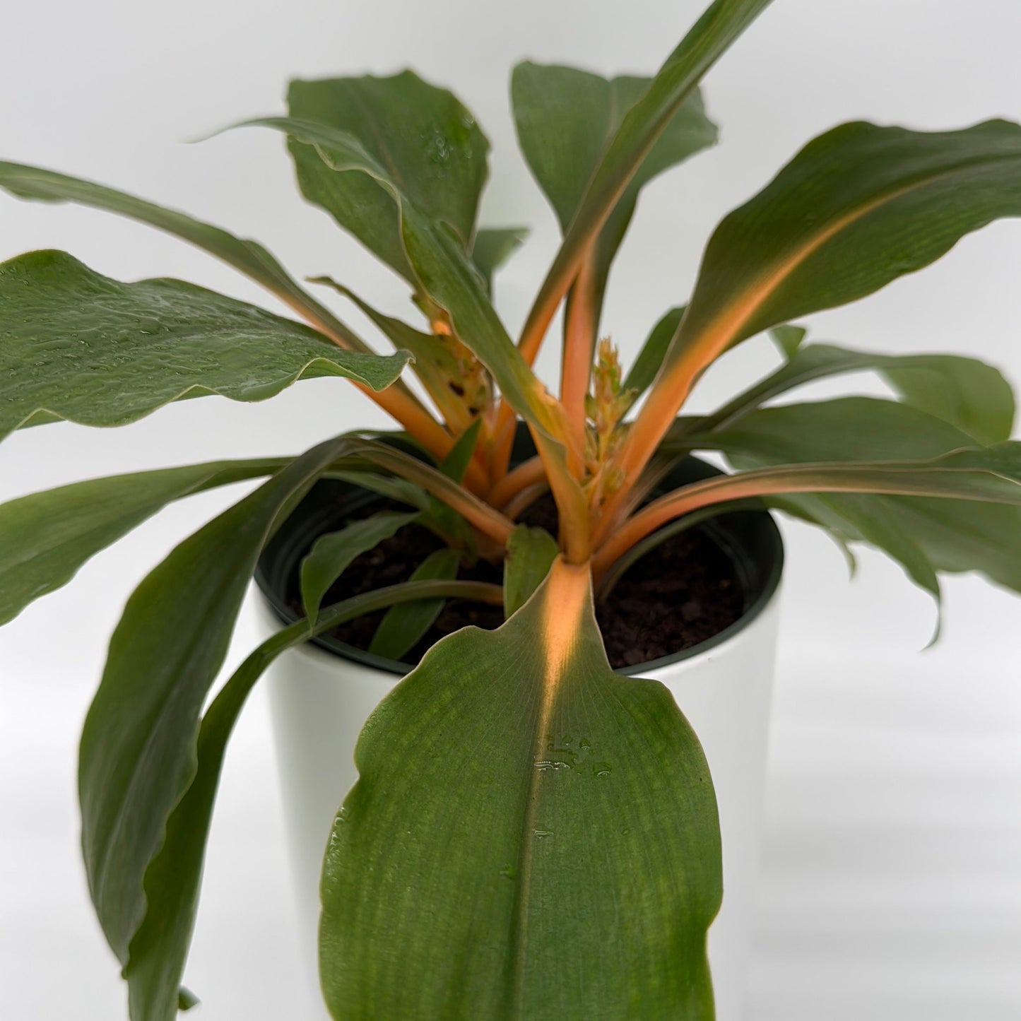 Chlorophytum 'Mandarin' (Fire Flash Spider Plant)