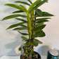 Dendrobium Yellow Diamond Orchid | Yellow Flowers with Brown Center | Rare Collector Orchid | Exclusive One-of-a-Kind | Not in Bloom