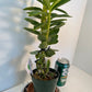 Dendrobium Yellow Diamond Orchid | Yellow Flowers with Brown Center | Rare Collector Orchid | Exclusive One-of-a-Kind | Not in Bloom