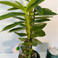 Dendrobium Yellow Diamond Orchid | Yellow Flowers with Brown Center | Rare Collector Orchid | Exclusive One-of-a-Kind | Not in Bloom