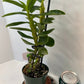 Dendrobium Yellow Diamond Orchid | Yellow Flowers with Brown Center | Rare Collector Orchid | Exclusive One-of-a-Kind | Not in Bloom