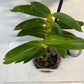 Dendrobium Yellow Diamond Orchid | Yellow Flowers with Brown Center | Rare Collector Orchid | Exclusive One-of-a-Kind | Not in Bloom