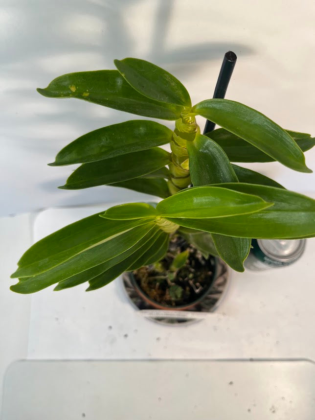 Dendrobium Yellow Diamond Orchid | Yellow Flowers with Brown Center | Rare Collector Orchid | Exclusive One-of-a-Kind | Not in Bloom