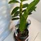 Dendrobium Yellow Diamond Orchid | Yellow Flowers with Brown Center | Rare Collector Orchid | Exclusive One-of-a-Kind | Not in Bloom