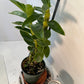 Dendrobium Yellow Diamond Orchid | Yellow Flowers with Brown Center | Rare Collector Orchid | Exclusive One-of-a-Kind | Not in Bloom