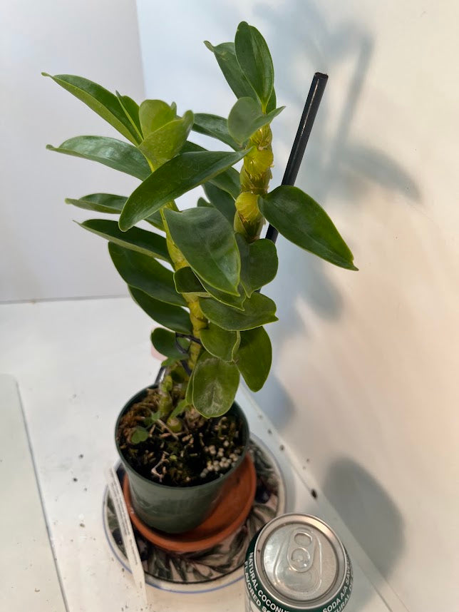Dendrobium Yellow Diamond Orchid | Yellow Flowers with Brown Center | Rare Collector Orchid | Exclusive One-of-a-Kind | Not in Bloom