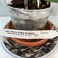 Dendrobium Nobile Tdares Angel Emperor Orchid – plant photo 3