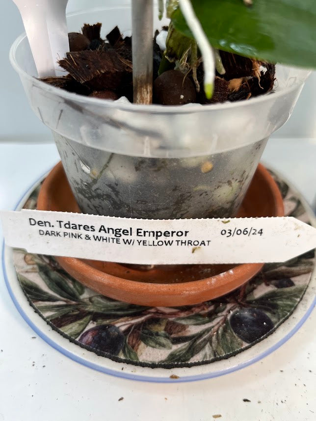 Dendrobium Nobile Tdares Angel Emperor Orchid – plant photo 3