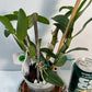 Dendrobium Nobile Tdares Angel Emperor Orchid – plant photo 4