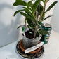 Dendrobium Nobile Tdares Angel Emperor Orchid – plant photo 5