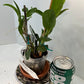 Dendrobium Nobile Tdares Angel Emperor Orchid – plant photo 6