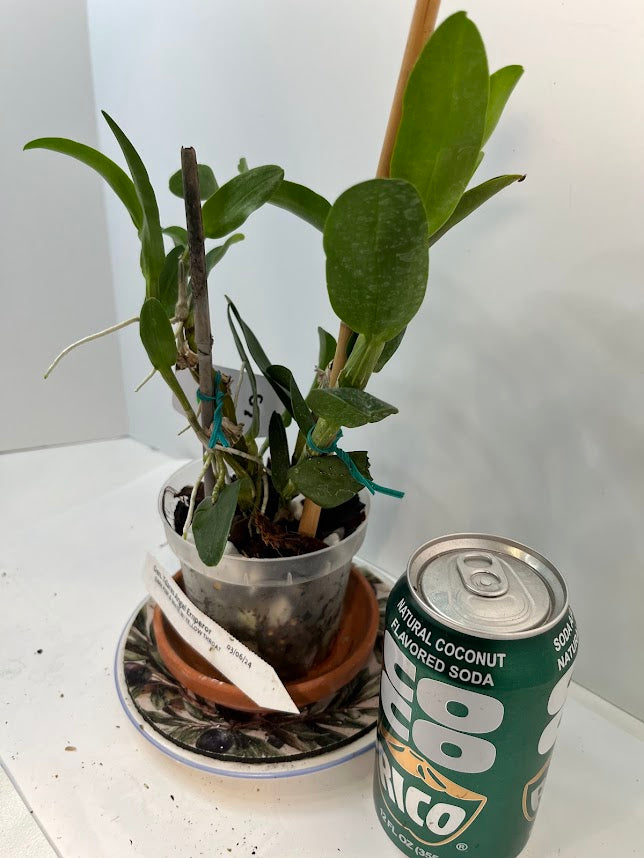 Dendrobium Nobile Tdares Angel Emperor Orchid – plant photo 6