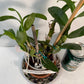 Dendrobium Nobile Tdares Angel Emperor Orchid – plant photo 7