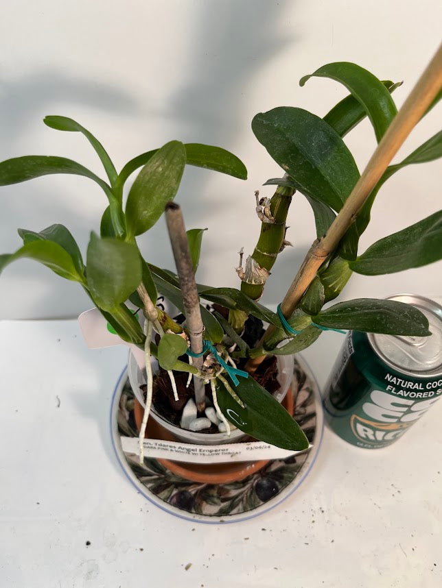 Dendrobium Nobile Tdares Angel Emperor Orchid – plant photo 7