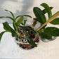 Dendrobium Nobile Tdares Angel Emperor Orchid – plant photo 8