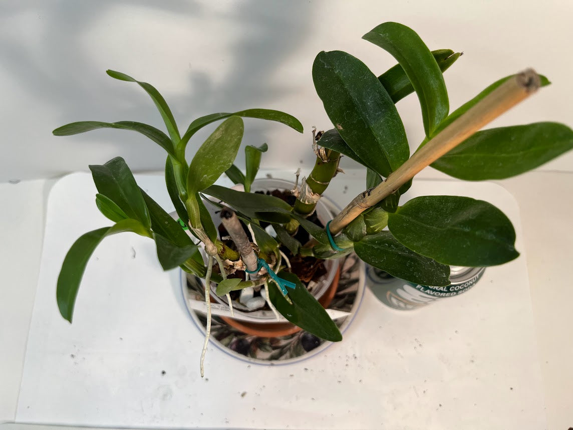 Dendrobium Nobile Tdares Angel Emperor Orchid – plant photo 8
