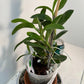 Dendrobium Nobile Tdares Angel Emperor Orchid – plant photo 9