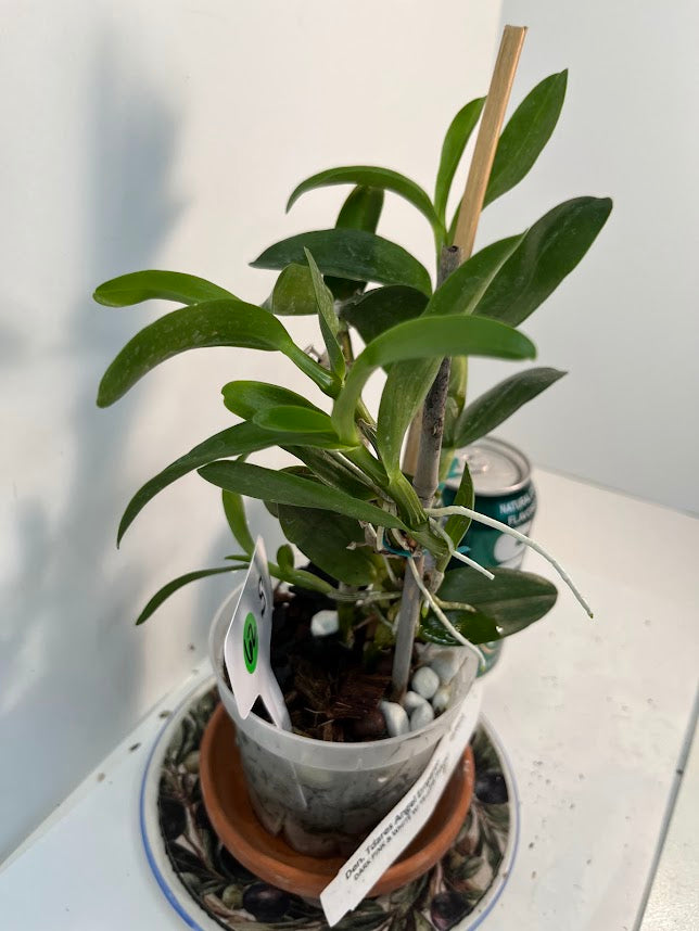 Dendrobium Nobile Tdares Angel Emperor Orchid – plant photo 9