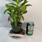 Dendrobium Maple Red Orchid Live Plant I Rare Hybrid Orchid 